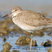 Willet